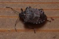 Halyomorpha halys