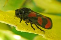 Cercopis vulnerata