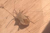 Coreus marginatus