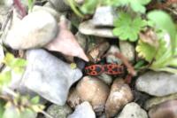 Pyrrhocoris apterus