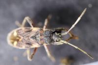 Eremocoris podagricus