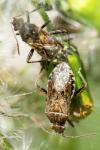 Stictopleurus