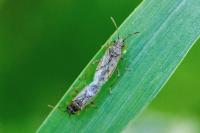 Nysius