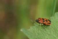 Eurydema ornata