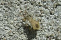 Syromastus rhombeus