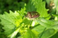 Dolycoris baccarum