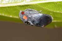 Penthimia nigra