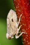 Issus coleoptratus
