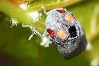 Penthimia nigra