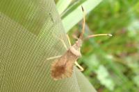Syromastus rhombeus