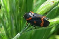 Cercopis intermedia