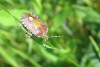 Dolycoris baccarum