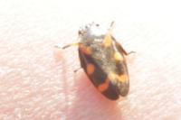 Cercopis intermedia