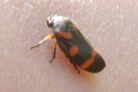 Cercopis intermedia