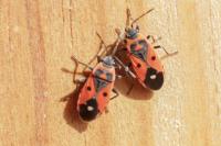 Melanocoryphus albomaculatus