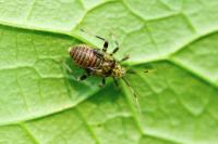 Mermitelocerus schmidtii