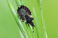 Aradus versicolor