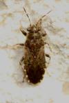Heterogaster urticae