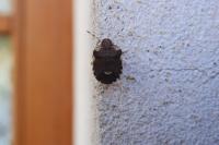 Dyroderes umbraculatus