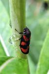 Cercopis vulnerata