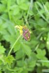 Dolycoris baccarum