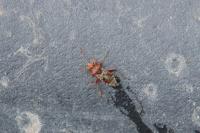Rhopalus subrufus