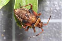 Deraeocoris olivaceus