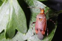 Deraeocoris olivaceus