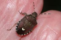 Holcostethus sphacelatus