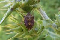 Carpocoris purpureipennis