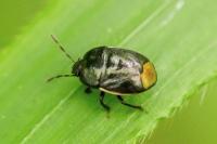 Legnotus limbosus