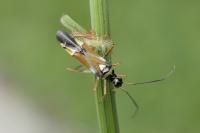 Cyllecoris histrionius