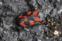 Cercopis vulnerata