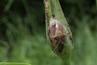 Dolycoris baccarum