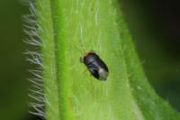 Geocoris erythrocephalus