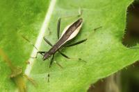 Micrelytra fossularum