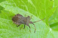 Coreus marginatus