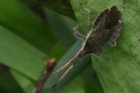 Enoplops scapha