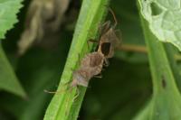 Coreus marginatus