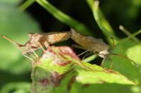 Coreus marginatus
