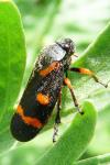 Cercopis intermedia