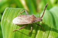 Coriomeris