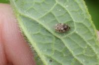 Dictyla humuli