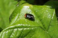 Geocoris erythrocephalus