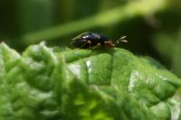 Geocoris erythrocephalus