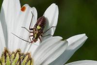 Calocoris roseomaculatus
