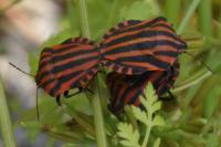 Graphosoma italicum