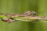 Horistus orientalis