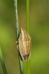 Aelia acuminata