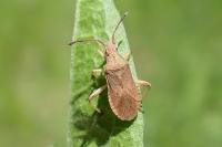 Ceraleptus lividus